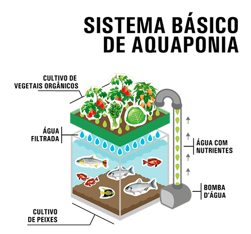 Imagem ilustrativa de um sistema de aquaponia