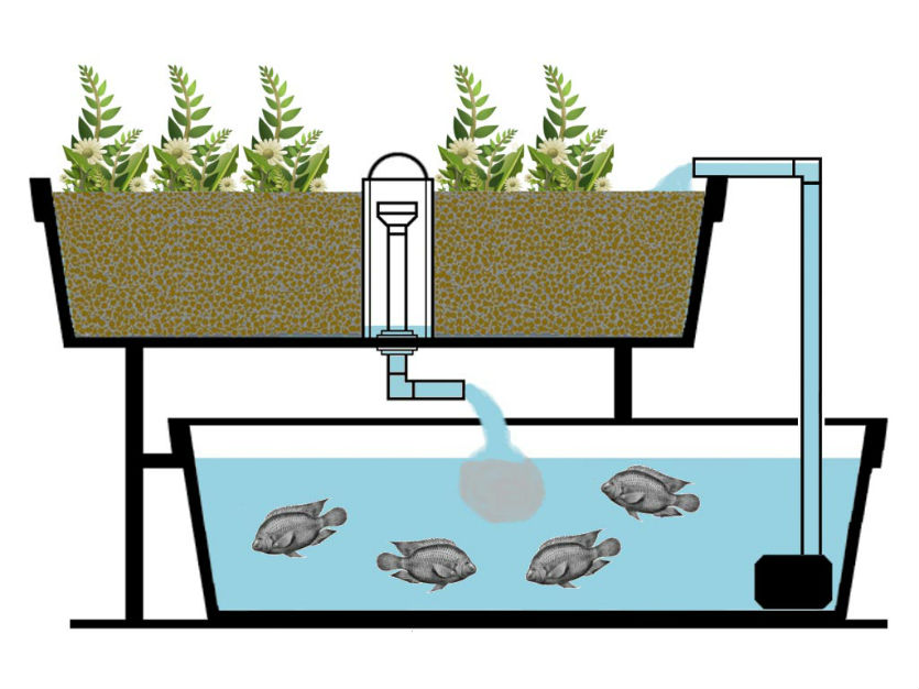 Imagem ilustrativa de um sistema de aquaponia