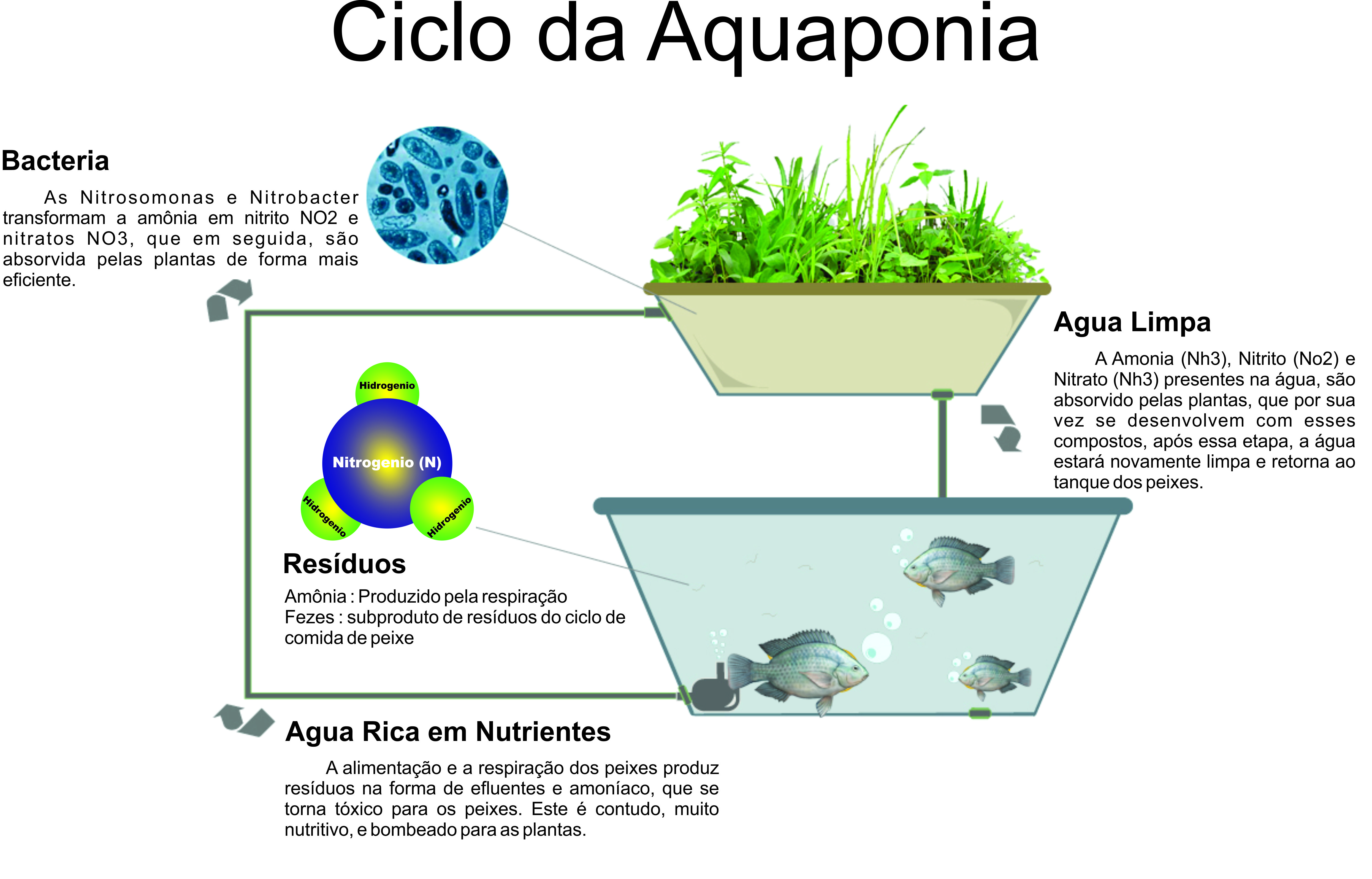 Imagem ilustrativa de um sistema de aquaponia